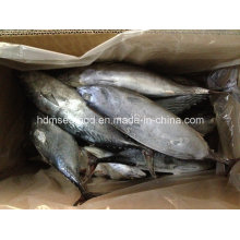 750g + Gefrorener Bonito Fisch